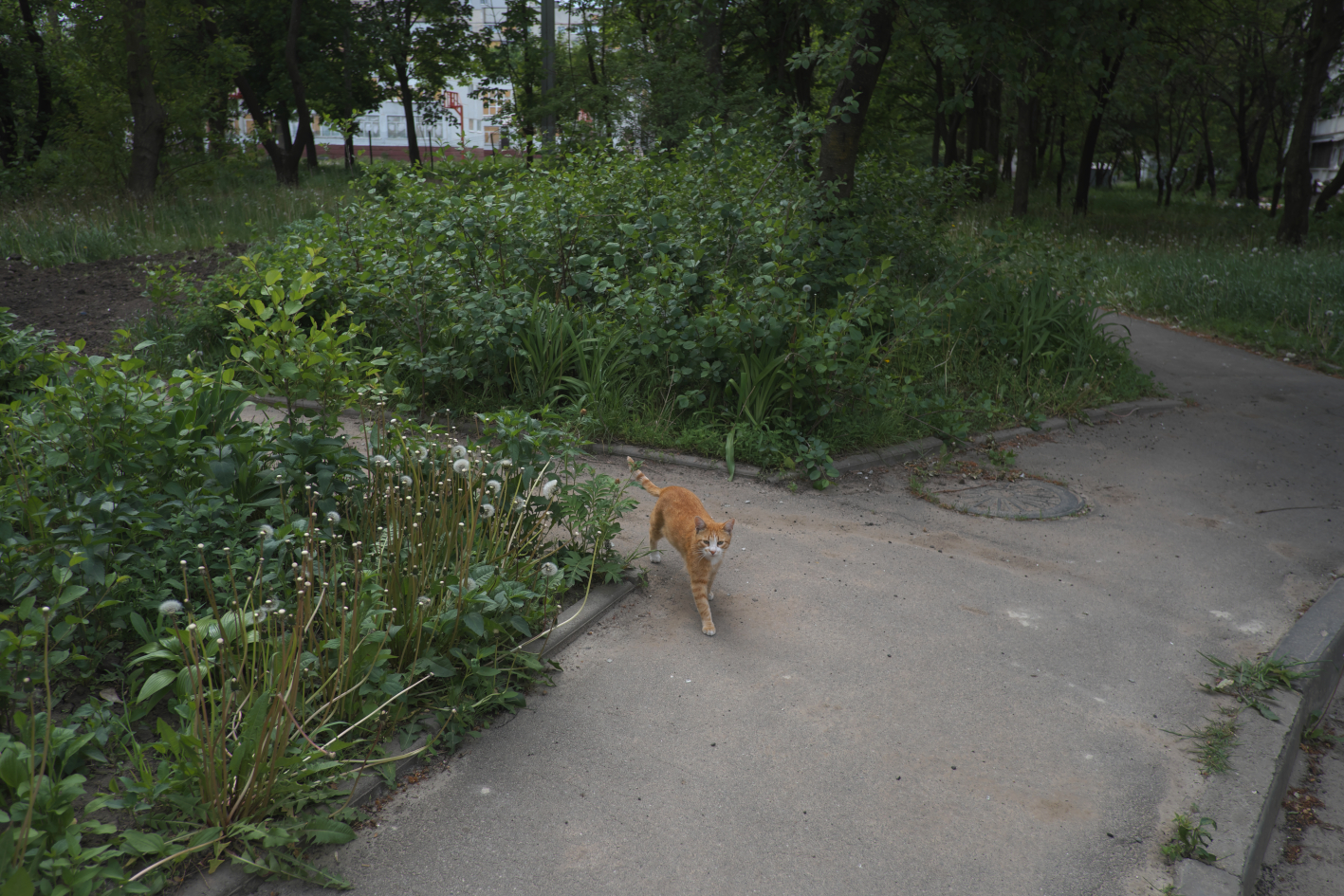 Cat in Saltivka